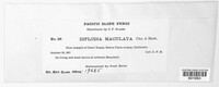 Diplodia maculata image